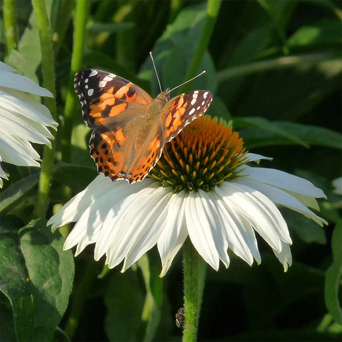 PowWow® White Echinacea 3 PowWow® White Echinacea