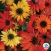 Cheyenne Spirit Echinacea -Maximas Flower Shop 08767 AAS