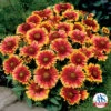 Arizona Sun Gaillardia -Maximas Flower Shop 08779 AAS