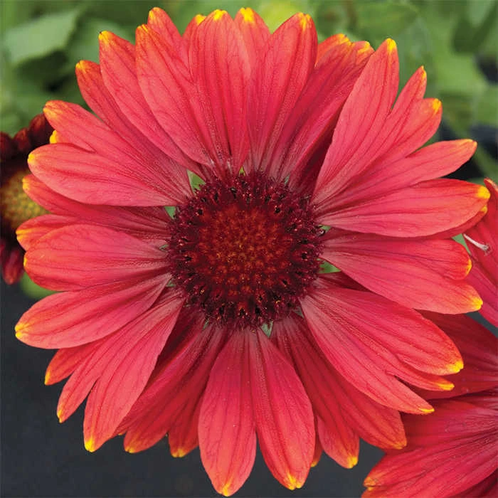 Arizona Red Shades Gaillardia 3 Arizona Red Shades Gaillardia