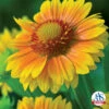 Arizona Apricot Gaillardia -Maximas Flower Shop 08787 AAS