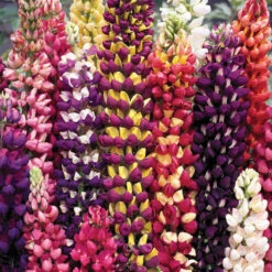 Tutti Frutti™ Lupines