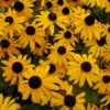 Goldsturm Rudbeckia -Maximas Flower Shop 09058