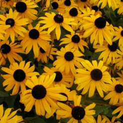 Goldsturm Rudbeckia