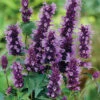 Black Adder Agastache 2 Black Adder Agastache -Maximas Flower Shop 10077