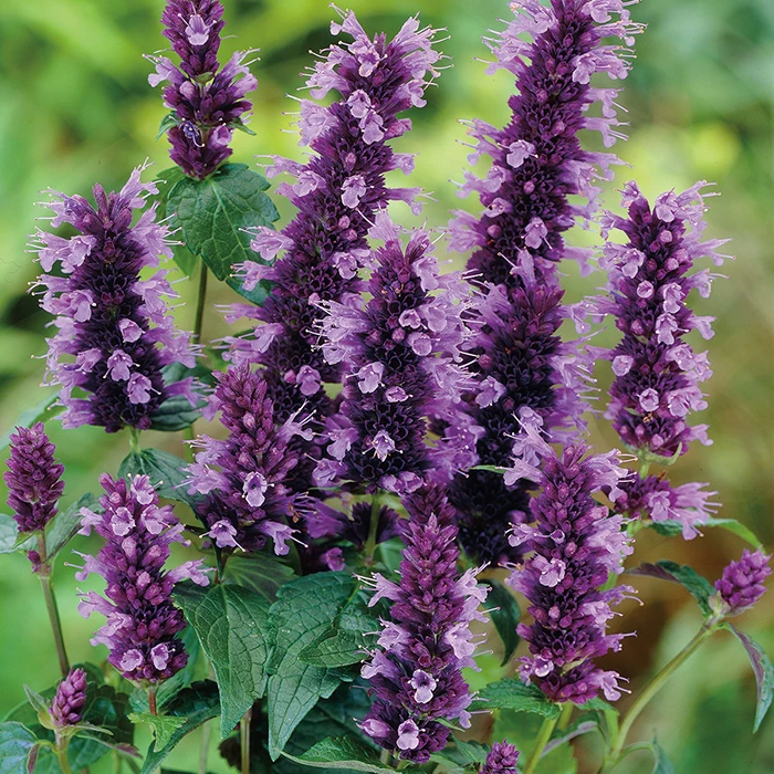 Black Adder Agastache 3 Black Adder Agastache