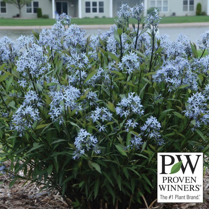 Storm Cloud Amsonia 2 Storm Cloud Amsonia