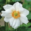 Honorine Jobert Anemone 1 Honorine Jobert Anemone -Maximas Flower Shop 10201