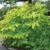 Sun King Aralia -Maximas Flower Shop 10321