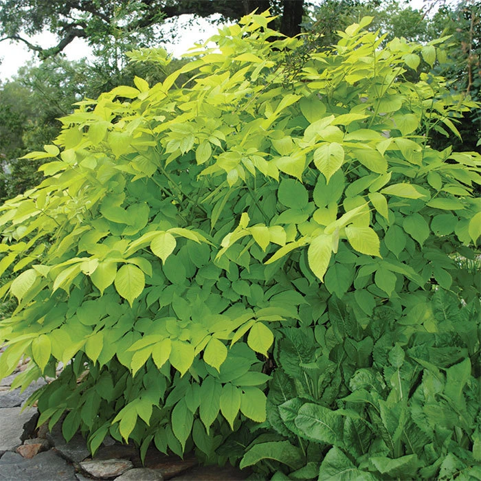 Sun King Aralia 3 Sun King Aralia