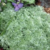 Silver Mound Artemisia -Maximas Flower Shop 10424