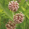 Common Milkweed 2 Common Milkweed -Maximas Flower Shop 10483