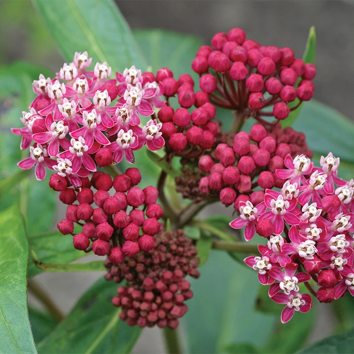 Soulmate Butterfly Weed 3 Soulmate Butterfly Weed