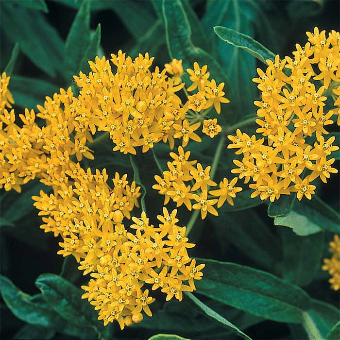 Hello Yellow Butterfly Plant 3 Hello Yellow Butterfly Plant