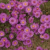 Alert Aster 2 Alert Aster -Maximas Flower Shop 10532