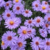 Professor Kippenburg Aster 1 Professor Kippenburg Aster -Maximas Flower Shop 10534