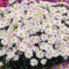 Snow Cushion Aster 1 Snow Cushion Aster -Maximas Flower Shop 10546