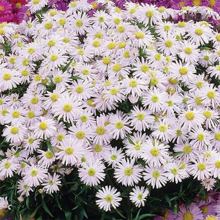 Snow Cushion Aster 3 Snow Cushion Aster