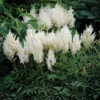 White Gloria Astilbe -Maximas Flower Shop 10624
