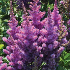 Black Pearls® Astilbe