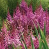 Maggie Daley Astilbe 1 Maggie Daley Astilbe -Maximas Flower Shop 10627