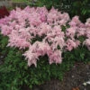 Fireworks Pink Astilbe -Maximas Flower Shop 10632