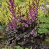 Dark Side Of The Moon Astilbe -Maximas Flower Shop 10638