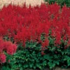 Montgomery Astilbe -Maximas Flower Shop 10641