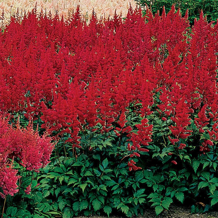 Montgomery Astilbe 3 Montgomery Astilbe