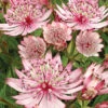 Sparkling Stars Pink® Astrantia -Maximas Flower Shop 10713