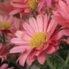 Mammoth™ Coral Daisy Chrysanthemum -Maximas Flower Shop 10990