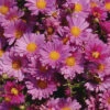 Mammoth™ Lavender Daisy Chrysanthemum -Maximas Flower Shop 10996
