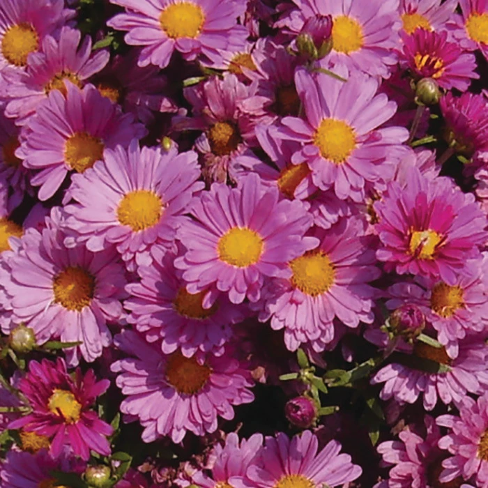 Mammoth™ Lavender Daisy Chrysanthemum 3 Mammoth™ Lavender Daisy Chrysanthemum