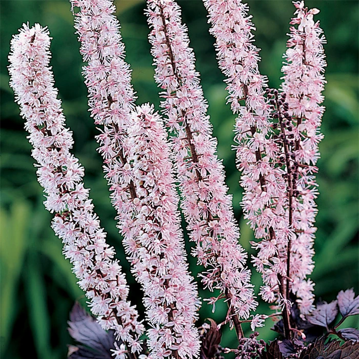 Pink Spike Actaea 3 Pink Spike Actaea