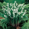 White Lily Of The Valley -Maximas Flower Shop 11142