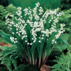 White Lily Of The Valley