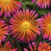 Ocean Sunset™ Orange Glow Ice Plant -Maximas Flower Shop 11216