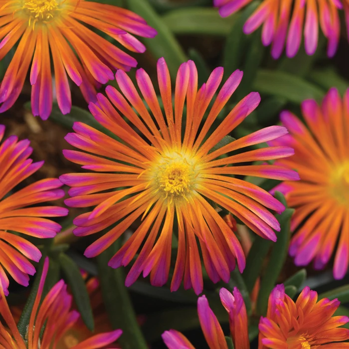 Ocean Sunset™ Orange Glow Ice Plant 3 Ocean Sunset™ Orange Glow Ice Plant