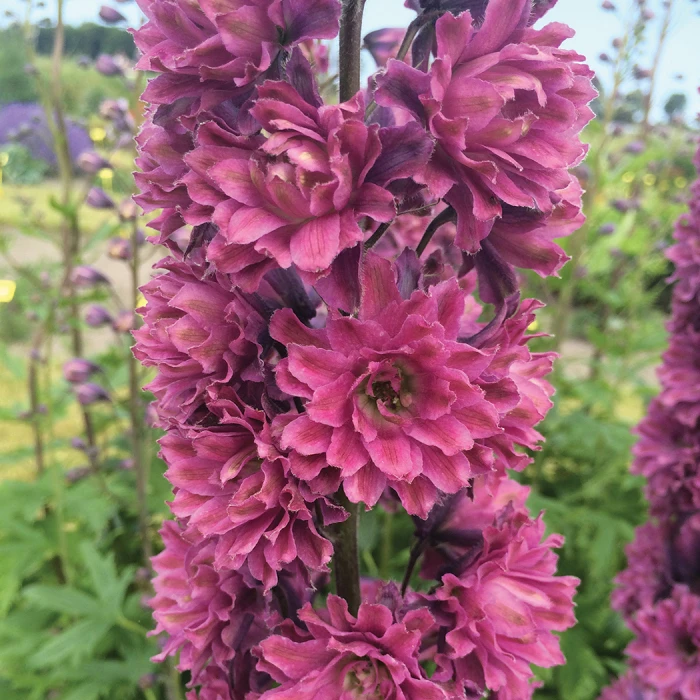 Highlander® Flamenco Delphinium 3 Highlander® Flamenco Delphinium