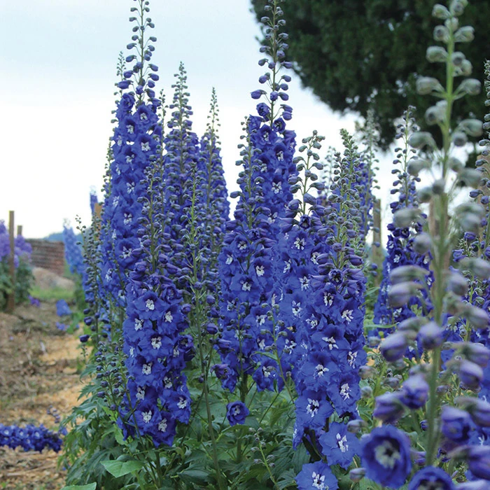 Cobalt Dreams Delphinium 3 Cobalt Dreams Delphinium