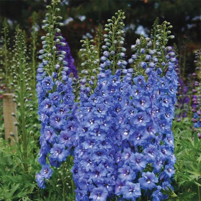 Blue Lace Delphinium 3 Blue Lace Delphinium