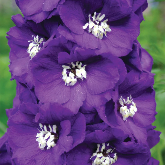 Purple Passion Delphinium 3 Purple Passion Delphinium