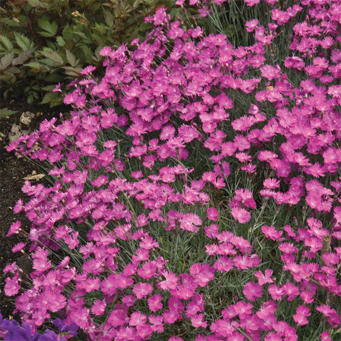 Firewitch Dianthus 3 Firewitch Dianthus
