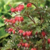 Giant Valentine® Bleeding Heart 1 Giant Valentine® Bleeding Heart -Maximas Flower Shop 11422