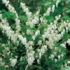 Giant White Bleeding Heart -Maximas Flower Shop 11424