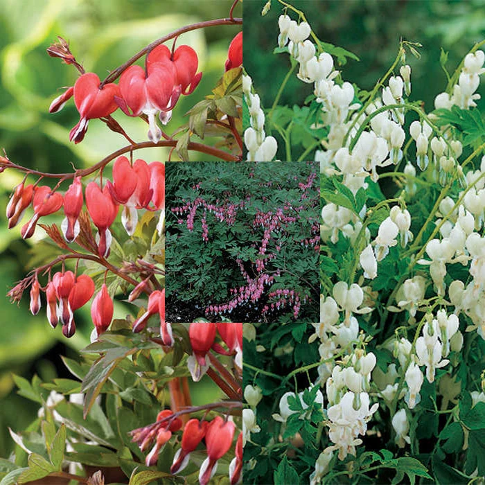 Giant Bleeding Heart Offer 3 Giant Bleeding Heart Offer