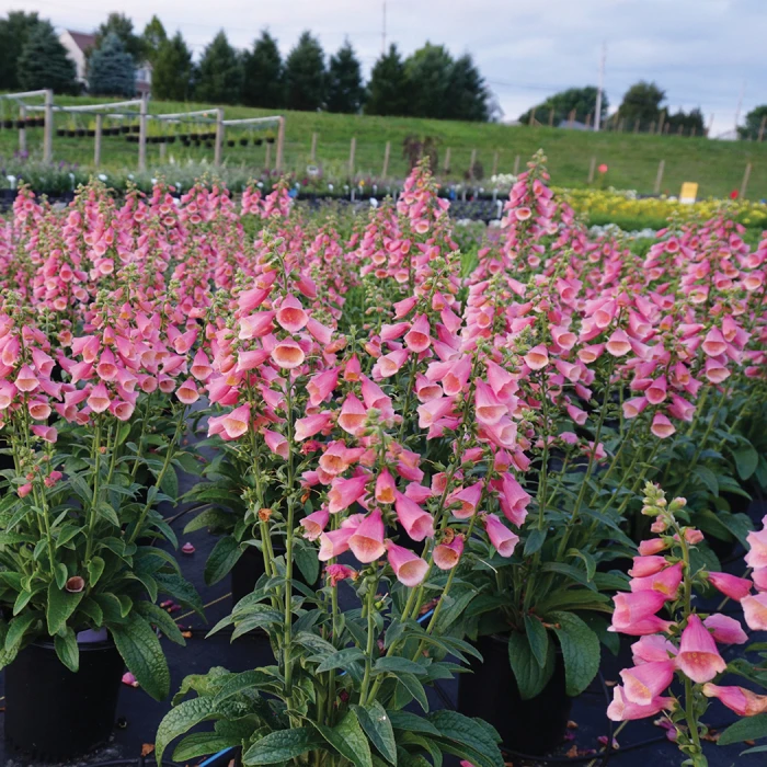 Arctic Fox Rose Foxglove 3 Arctic Fox Rose Foxglove