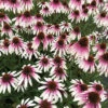 Pretty Parasols Echinacea