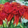 Hot Papaya Coneflower -Maximas Flower Shop 11486