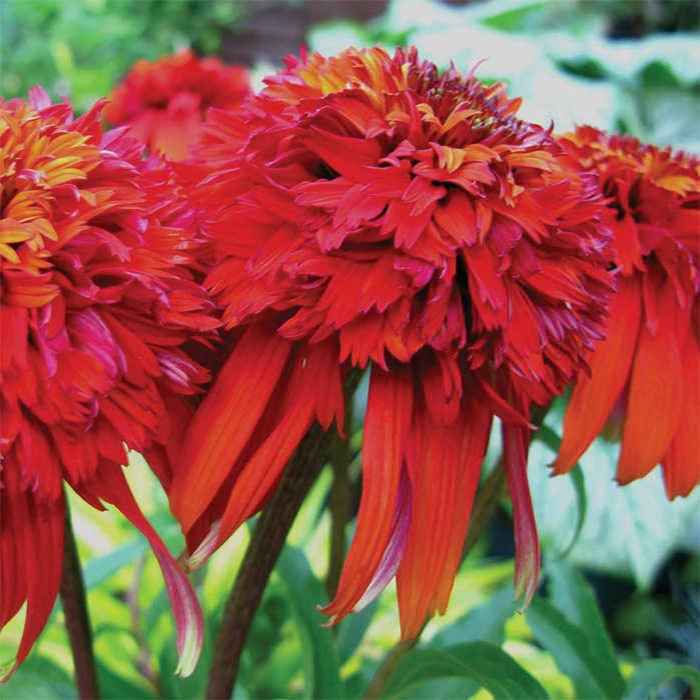 Hot Papaya Coneflower 3 Hot Papaya Coneflower